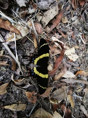 Papilio garamas