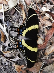 Papilio garamas