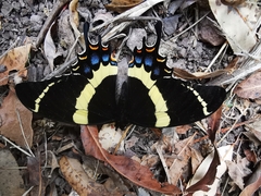 Papilio garamas