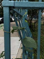 Aristolochia macrophylla