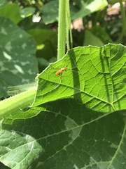Heteroptera