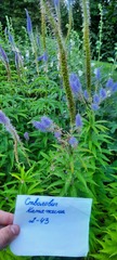 Veroniceae