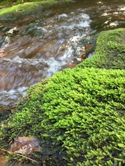 Hygrohypnella ochracea