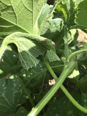 Heteroptera