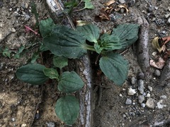 Plantago
