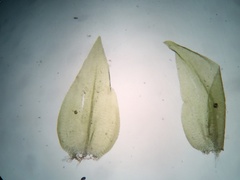 Hygrohypnella ochracea