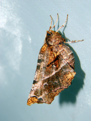 Selenia alciphearia