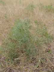 Peucedanum officinale