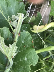 Heteroptera