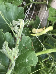 Heteroptera