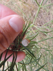 Peucedanum officinale