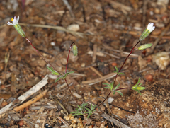 Leptosiphon pygmaeus continentalis