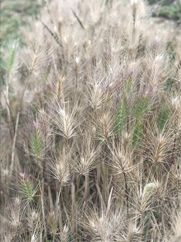 Hordeum marinum ssp. marinum