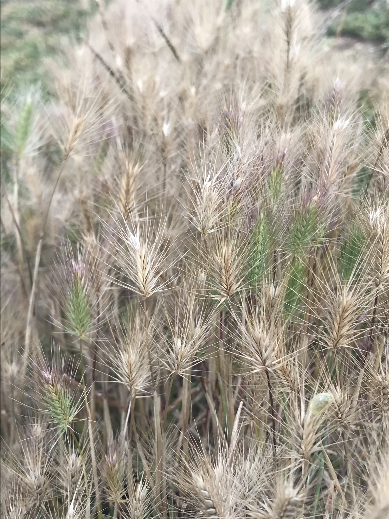 Hordeum marinum ssp. marinum