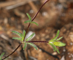 Leptosiphon pygmaeus continentalis