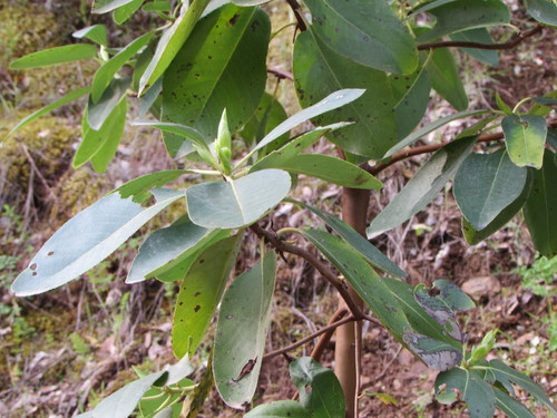 Pacific madrone (Arbutus menziesii)