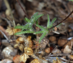 Leptosiphon pygmaeus continentalis