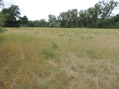 Peucedanum officinale