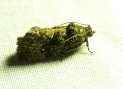 Gymnandrosoma punctidiscanum