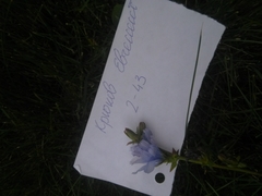 Cichorium intybus