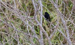 Molothrus bonariensis