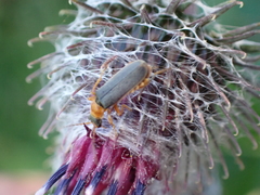 Cantharis lateralis