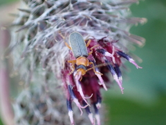 Cantharis lateralis