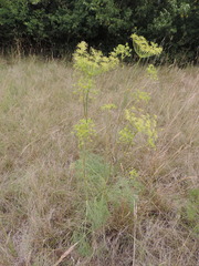 Peucedanum officinale