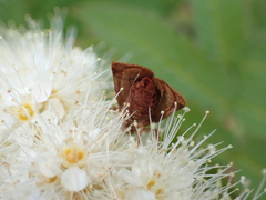 Eriopygodes imbecilla