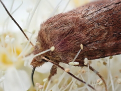 Eriopygodes imbecilla