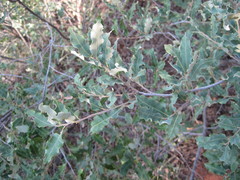 Quercus havardii