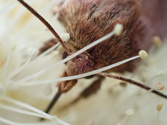 Eriopygodes imbecilla