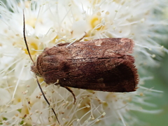 Eriopygodes imbecilla