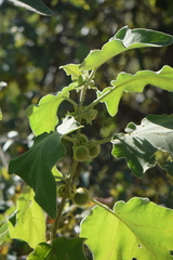 Solanum hirtum