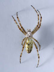 Argiope bruennichi
