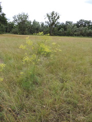 Peucedanum officinale