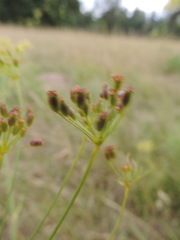 Peucedanum officinale