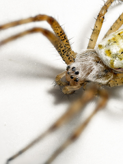 Argiope bruennichi