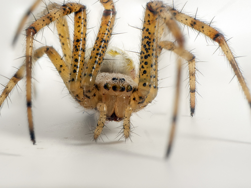 Wasp Spider, photo 10 of 10