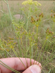 Peucedanum officinale