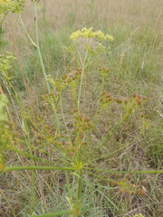 Peucedanum officinale