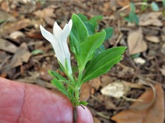 Spigelia texana