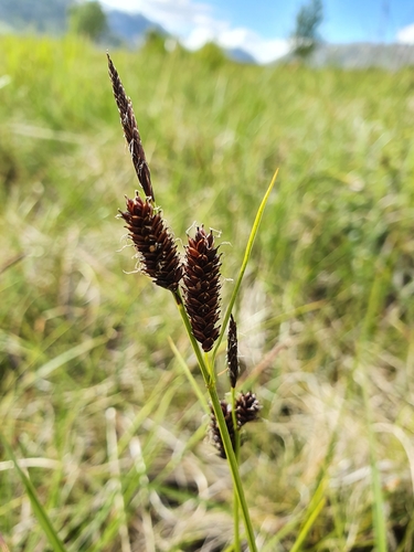 Carex saxatilis L.