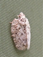 Flatoidinus punctatus