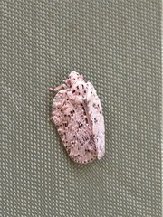 Flatoidinus punctatus