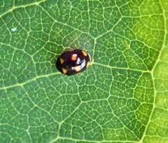 Brachiacantha ursina