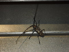 Batocera rubus