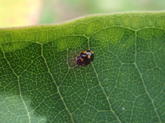 Brachiacantha ursina