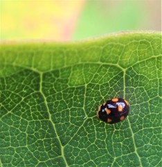 Brachiacantha ursina