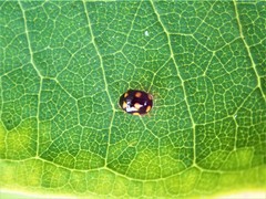 Brachiacantha ursina